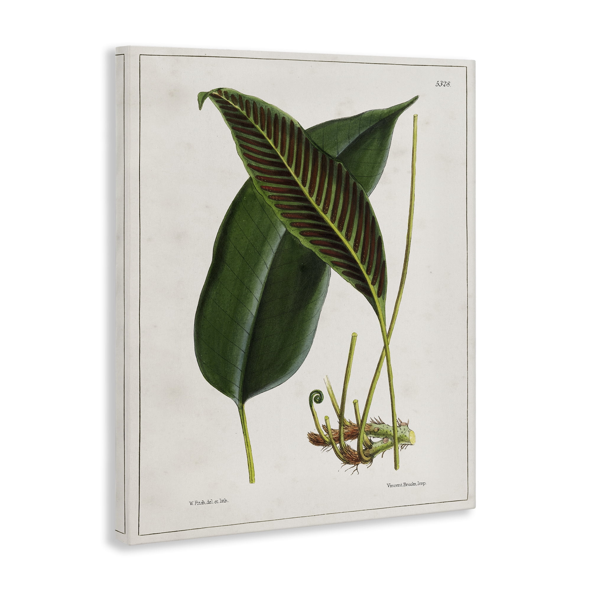 Stupell Industries Leaf and its Underside Study Plants & Flowers Painting Wrapped Canvas Art Print Wall Art, 16 x 20