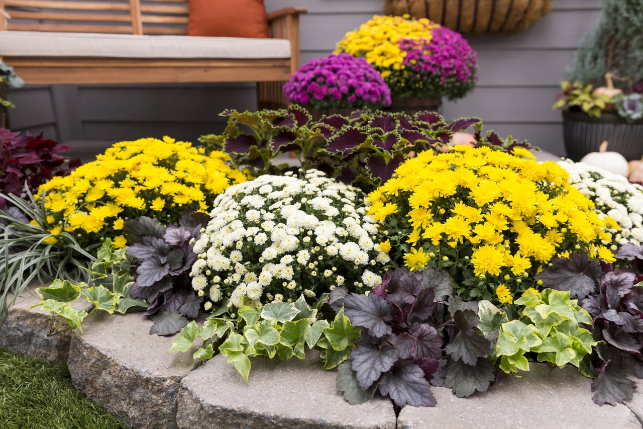 Better Homes & Gardens 1.5G Multicolor Purple White Yellow Hot Toddy Mum Full Sun Live Plant (1-Pack) with Decorative Round Planter