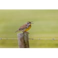 thumbnail image 2 of Jones, Adam 18x13 Gold Ornate Wood Framed with Double Matting Museum Art Print Titled - Eastern meadowlark on fence post-Florida, 2 of 4