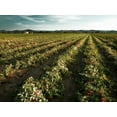 thumbnail image 3 of Mutti — 14 oz. 6 Pack of Whole Peeled San Marzano PDO Tomatoes (Pelati San Marzano) from Italy’s #1 Tomato Brand. Authentic San Marzanos featuring the official seal of the consortium., 3 of 7