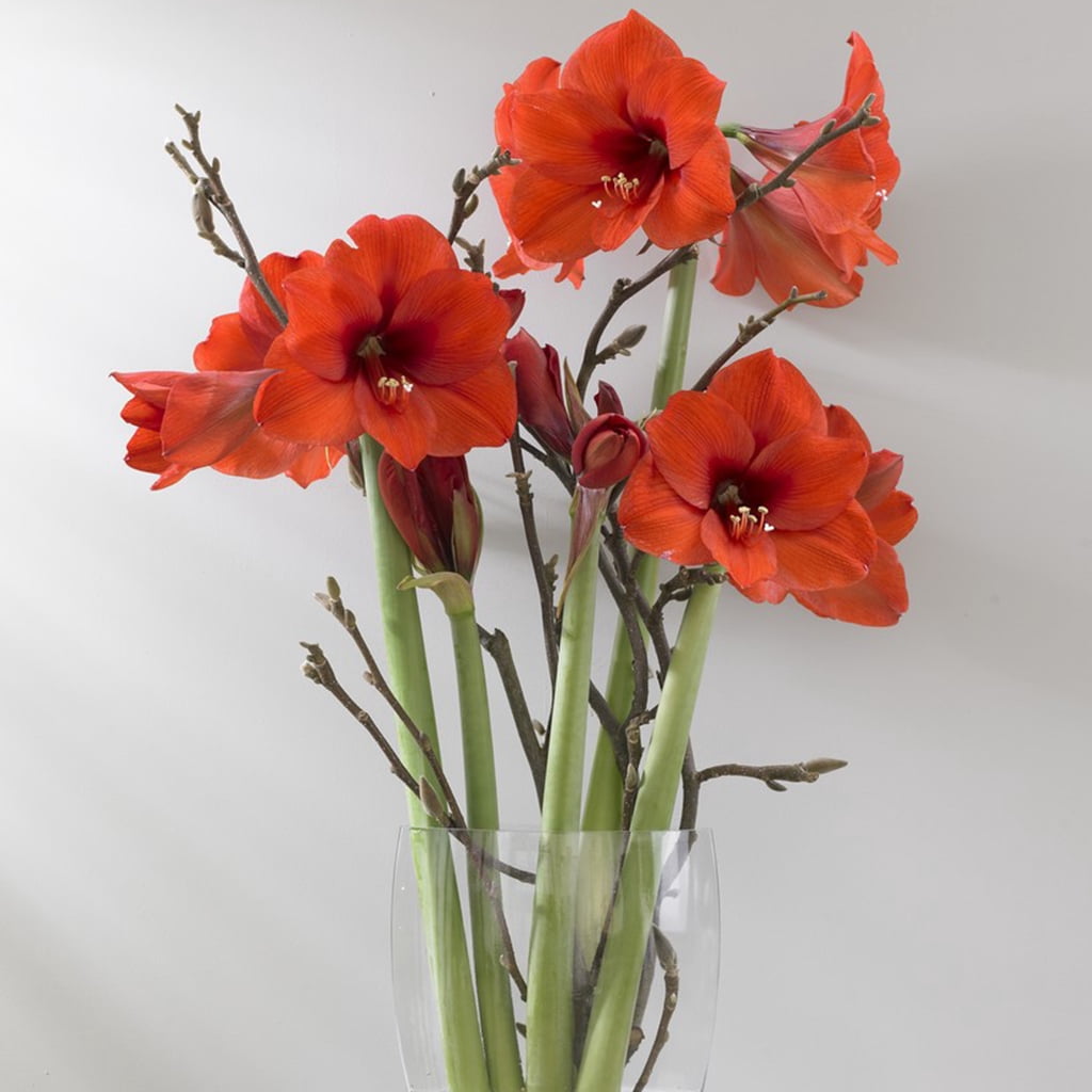 Van Zyverden Mega Amaryllis Bulb Orange Souvereign Set of 1 Bulb Orange Partial Sun Perennial Easy to Grow 2 lbs
