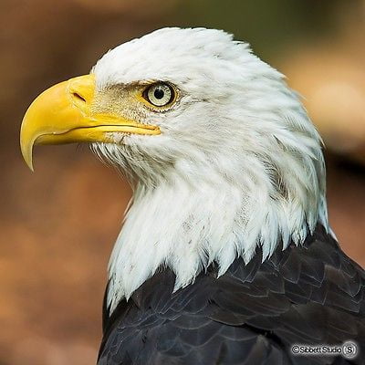 Sibbett Studio Bald Eagle Wooden 196 Piece Jigsaw Puzzle In Cedar Box Sibbett Studio Bald Eagle Wooden 196 Piece Jigsaw Puzzle In Cedar Box