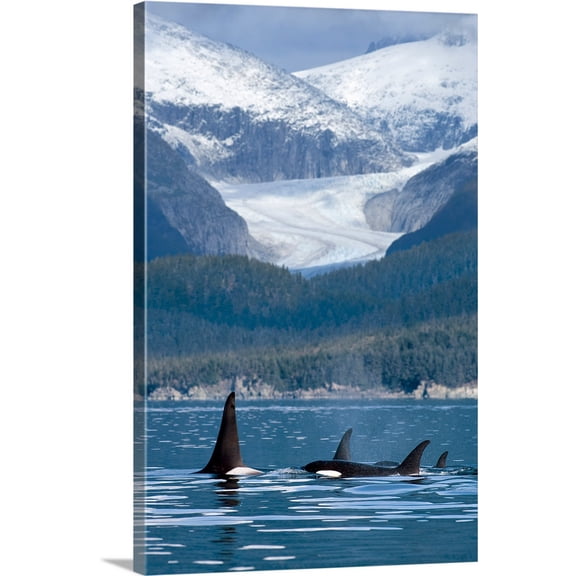 Great BIG Canvas | "A pod of Orca whales surface in Favorite Passage near Eagle Glacier and Coast Range" Canvas Wall Art - 32x48