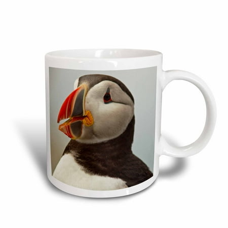 3dRose Atlantic Puffins, Machias Seal Island, Cutler, Maine - US20 CHA0008 - Chuck Haney, Ceramic Mug, 15-ounce