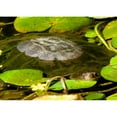 thumbnail image 3 of Underdahl, Dana 24x18 Black Modern Framed Museum Art Print Titled - Water Lily Turtle, 3 of 5