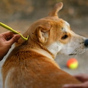 Home Sake Tick Removal Tool for Dogs, Cats and Humans | Ultra-Safe Tick Remover | Removes Entire Head & Body | Pain-Free Ticks Remover | 100% Chemical-Free Tick Control Products | 2 Packs of 3
