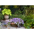thumbnail image 3 of 250 PURPLE Robe CUP FLOWER Nierembergia Hippomanica Caerulea Seeds, 3 of 4