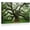 Frame-style, variant on Ancient Oak Tree Wall Art Mossy Forest Nature Landscape Green Canvas Print