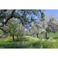 thumbnail image 2 of BSDHOME 7x5ft Photography Backdrop Spring Landscape Orchard White Flowers Photo Background Backdrops, 2 of 4