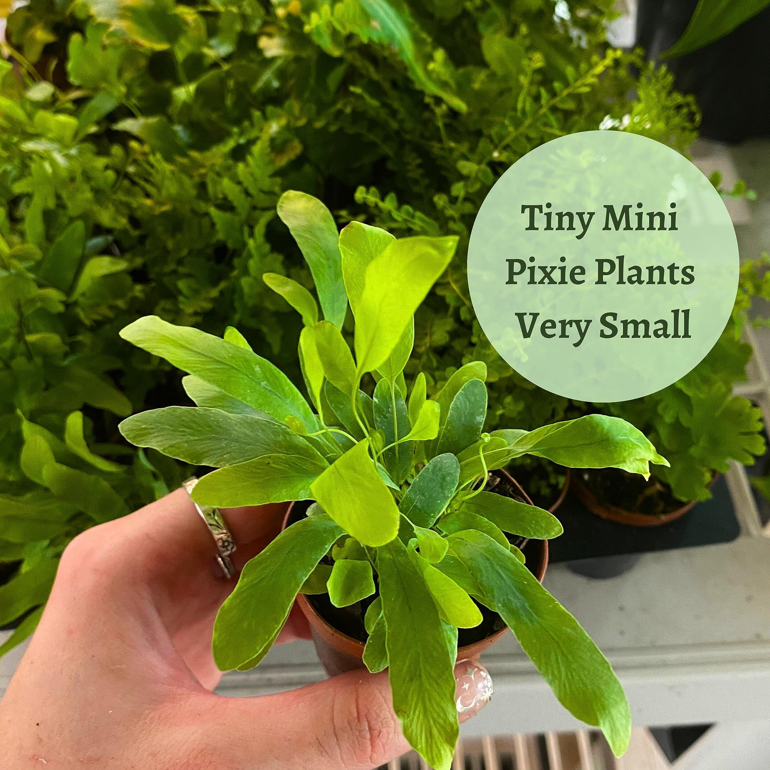 BubbleBlooms Fern Variety Assortment, 6 Different Plants, Variety Bundle- 2 Inch Pots