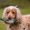 A, variant on TIELUTT Durable Training for and Water Retrieval Interactive Floating Chew for Puppies and Adult Yorkie Squeaky Pig for Dogs Large Eyes for Dogs for Puppies Dog Playground Cool Dog for Medium Dogs