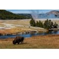 thumbnail image 2 of Sienda, Jolly 18x13 White Modern Wood Framed Museum Art Print Titled - Yellowstone National Park-USA-Wyoming Buffalo and Old Faithful, 2 of 4