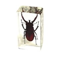 thumbnail image 1 of Ed Speldy East PW203 Poids à Papier Vrai Insecte Régulier-Moyen-Étagère Coccinelle, 1 of 3