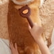 thumbnail image 4 of Cepillo de peluquería para mascotas con spray de vapor - Peite desenredador y de masaje para gatos y perros con dispensador de agua o sérum, 4 of 6