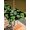 Black, variant on St. Patrick's Day Outdoor Tablecloth - 52x70 Inch Rectangle Dining Table Cover, Watercolor Lucky Shamrock Polka Dots Green Waterproof Outdoor Table Cloth with Umbrella Hole & Zipper for Picnic/Patio
