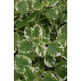 thumbnail image 4 of 2 Swedish Ivy Aurea Variegated Plants Live for Planting Indoor Outdoor 4-8 Inch Tall, Plectranthus Swedish Ivy Mint Herbs Starter Plants, 4 of 8
