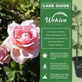 thumbnail image 5 of Tiffany Rose Bush - 4 Live Starter Plants in 2 Inch Pots - Beautifully Fragrant Heirloom Rose from Florida - A Versatile Beauty with a Rich Fragrance, 5 of 6
