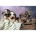 thumbnail image 3 of Hoenderkamp, Patrick 24x17 Black Modern Framed Museum Art Print Titled - We are family, 3 of 5