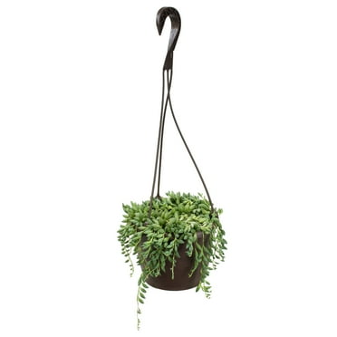 Altman Plants String of Raindrops Succulent (Senecio) 6" Easy Live Plant Hanging Basket