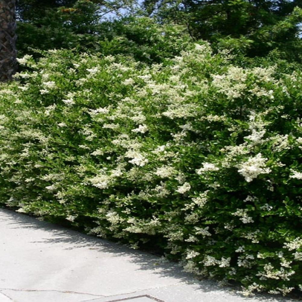 Expert Gardener Waxleaf Ligustrum Live Shrub, 3-4 ft Tall, 7-Gallon Grower Pot