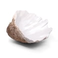 thumbnail image 1 of Bol grande de resina blanca con forma de concha de almeja Accessoryway, 26 x 9 x 22 cm, 1 of 9