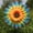 D, variant on Pinwheels for Yard and Garden Wind Spinners Outdoor Decor Rainbow Windmills Decorations Sunflowers Whirligigs Lawn Flower Decorative