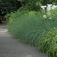 thumbnail image 4 of Blue Arrows Rush Grass  3 Live Gallon Size Plants  Juncus Inflexus  Drought Tolerant Low Maintenance Ornamental, 4 of 9