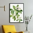 thumbnail image 1 of Virginia Stewartia - Stewartia malachodendron - 1925 | Mary Vaux Walcott | Premium Fine Art Print | 19th Century American | Botany Art | Botanical | Plant Art | Nature Art, 1 of 7