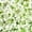 White, variant on Member's Mark Stock, 100 stems, choose color