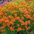 thumbnail image 2 of Crazy Cayenne Orange Flowering Coreopsis Tickseed Dormant Bare Root Perennial Starter Plant - 1 starter plant per offer, 2 of 4