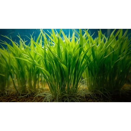 Dwarf Sagittaria (Broadleaf) (Small 3-5 inches 1 Plant Bare Root)