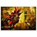 Trademark Fine Art "Sunflower" Canvas Art by Lois Bryan