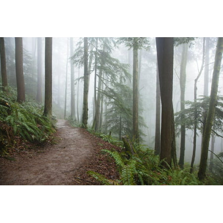 Wildwood Trail In Forest Park. Portland, Oregon Print Wall Art By Justin