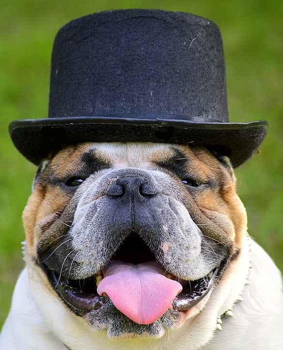 bulldog in hat