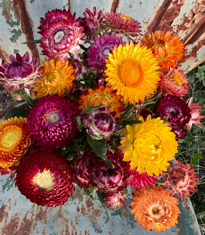 100 Strawflower Mix Seeds - Perennial,, Non-, Garden Blooms