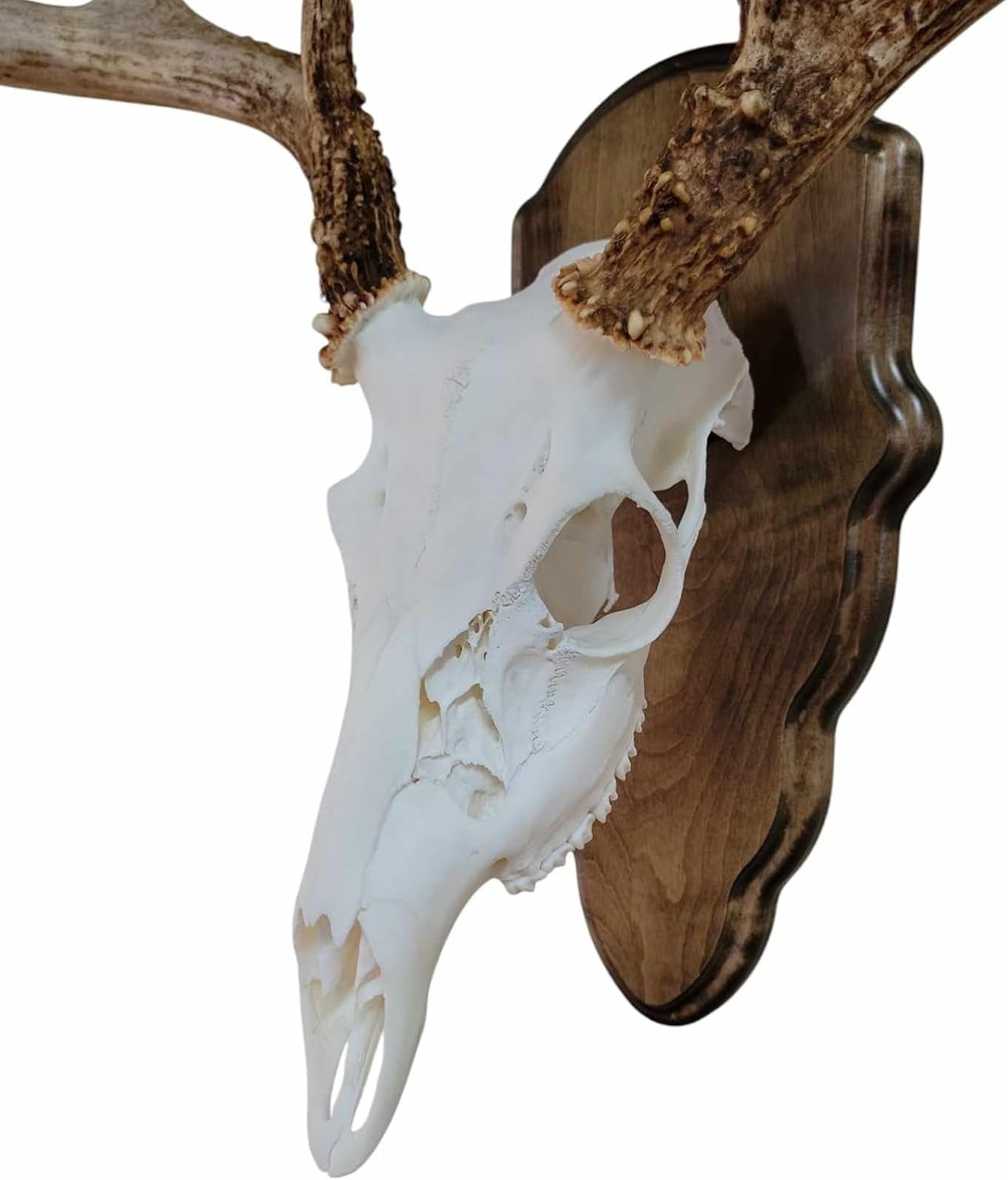 Bull Bracket by Skull Bracket, world's strongest skull hanger for