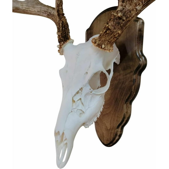 Whitetail Deer Skull Mount Face Plate - European Style (Walnut Finish) | Includes Mounting Hardware - Durable Decor for Hunters/Home Enthusiasts