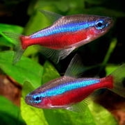Tubifex Worms--Freeze Dried in Cubes, Bulk Tropical Fish Foods…4-lbs
