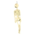 thumbnail image 1 of Hbdhejl Children Educational Toys Whole Body Scary Skeleton Model Toy, 1 of 3