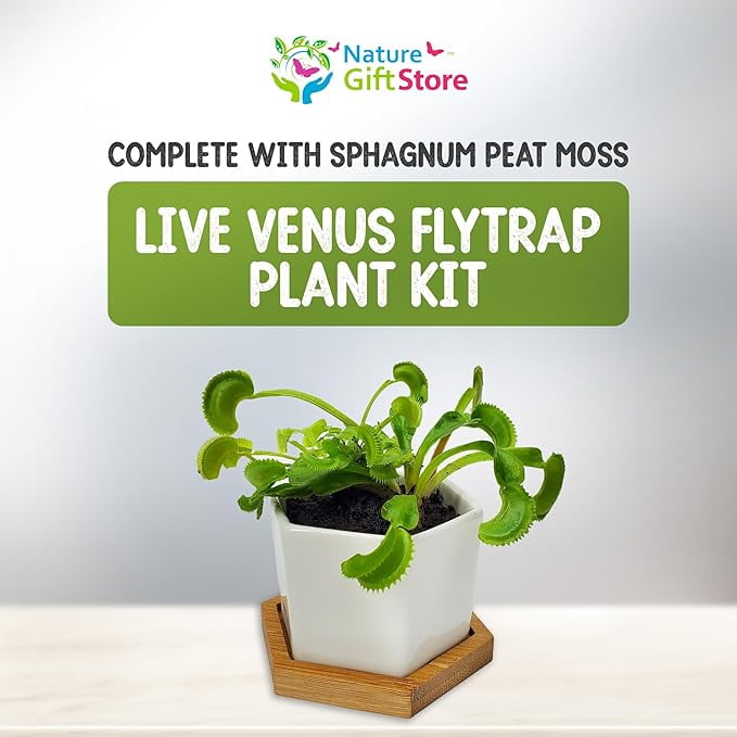 Venus Fly trap Live Plant in White Ceramic Pot with Venus Fly Trap Food – Bug-Eating Indoor Plant Kit with Sphagnum Moss – Carnivorous Houseplant for Kids & Adults