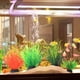 thumbnail image 4 of 10 piezas de plantas decorativas de plástico para acuario, decoración de acuario, accesorios decorativos para peceras., 4 of 5