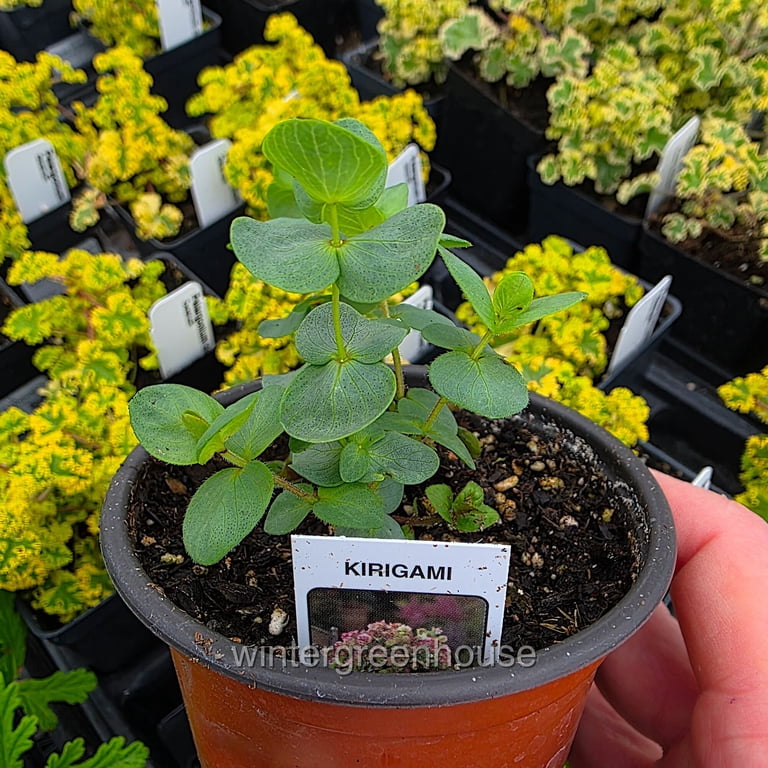 Ornamental Oregano, Kirigami
