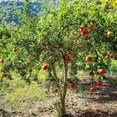 thumbnail image 4 of Salavatski Pomegranate Live Trees, Cold Hardy, Juicy Red Pomegranates, 4 of 6