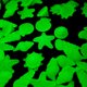 thumbnail image 2 of piedra brillante 80 Uds. De Guijarros Que Brillan En La Oscuridad, Rocas Brillantes Para Decoración De Acuarios, Piedras Luminosas Decorativas Para Jardín, Césped Y Patio Muyoka Hogar, 2 of 6