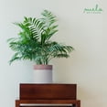 thumbnail image 7 of Sanjay Large Indoor Planter, Glossy Finish Metal Planter, Enamel Floral & White Planter for Indoor Plants with 3 Felt Pads Underneath, Modern, Rustproof Home Decorations for Living Room - 10"x10"x9", 7 of 7