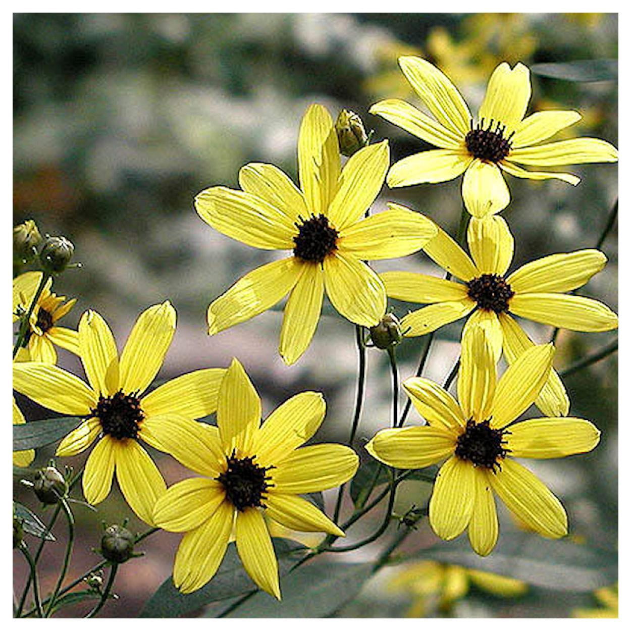 Everwilde Farms - 1 oz Tall Coreopsis Native Wildflower Seeds - Gold Vault Bulk Seed Packet