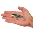 thumbnail image 4 of Berkley Ripfish, 9, Minnowsota, 4 of 5
