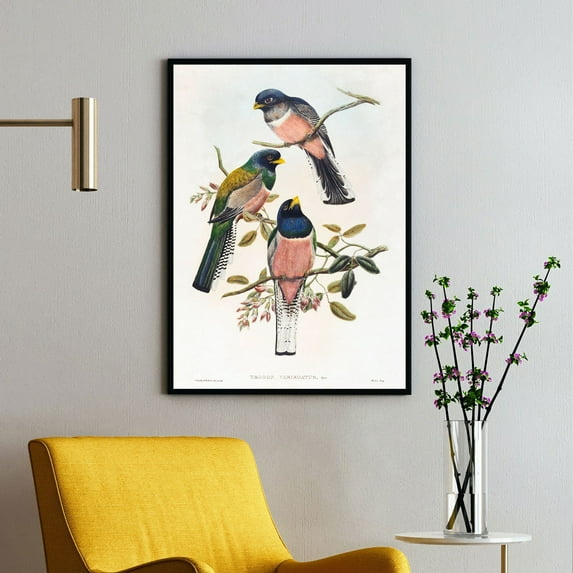 Trogan Variegatus - 1804–1908 | John Gould | Premium Fine Art Print | 19th Century British | Naturalism | Portrait | Nature Art