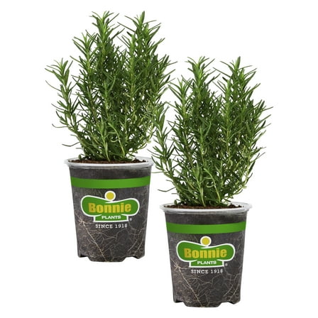 Bonnie Plants Rosemary 19.3 oz., 2-Pack, Live Plant