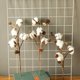 thumbnail image 4 of Decoración floral del hogar del relleno de la flor del tallo del algodón secado naturalmente artificial, 4 of 7
